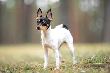 Beautiful purebred American toy fox terrier posing outdoor, little white dog with black and tan...