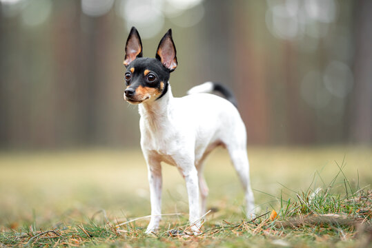Beautiful purebred American toy fox terrier posing outdoor, little white dog with black and tan head, green blurred background, green spring grass and moss. Close up pet portrait in high quality.