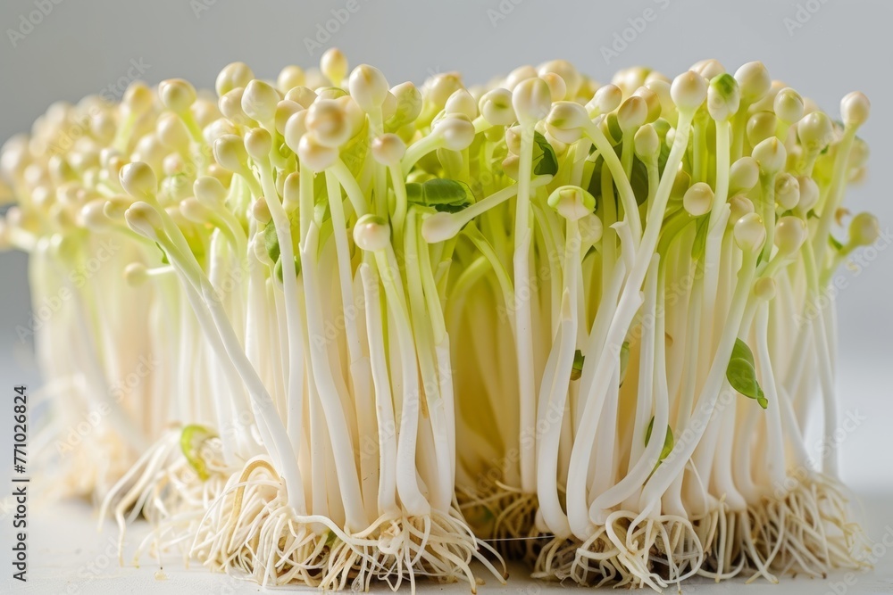 Poster isolated bean sprout on pure white background generative ai