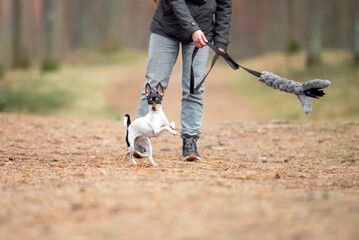 Beautiful purebred American toy fox terrier Dog and Owner Play Tug-of-War with Natural Sheep fur...