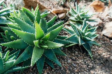 Spiky Aloe Plants in Rocky Soil