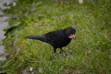 ptak kos na trawie zbierający robaczki © Marcin