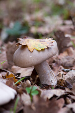mushroom in the woods, clouded agaric or cloud funnel (Clitocybe nebularis, syn. Lepista nebularis) Monte Limbara, Tempio, Sassari, Sardinia.Italy