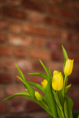 tulipany żółte, na tle ściany z czerwonej cegły