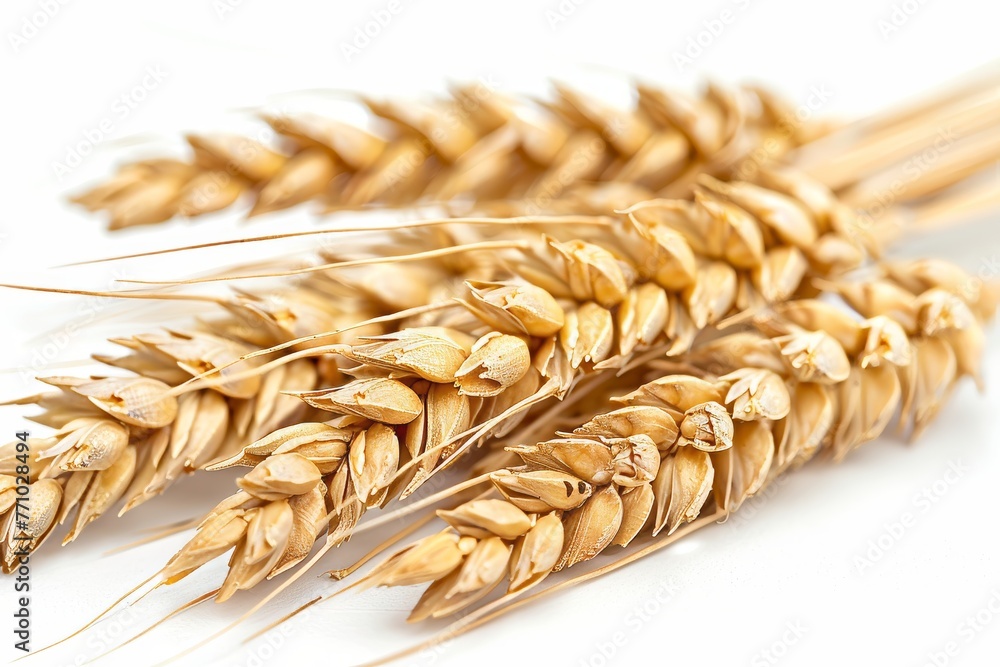 Poster dry yellow wheat ears in isolation generative ai