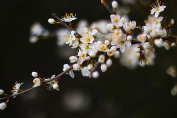 białe kwiatki wiosną na czarnym tle
