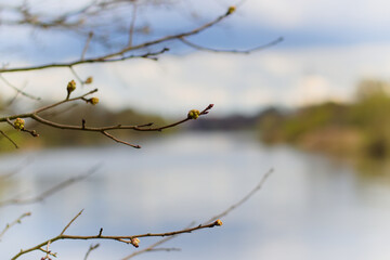 Obraz premium branch of a tree