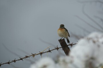 robin on a branch