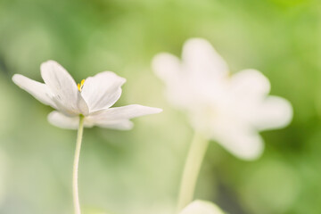 Kwiaty wiosenne, biały zawilec gajowego (Anemone nemorosa)	 - obrazy, fototapety, plakaty