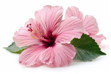 Vibrant Hibiscus Flower on Pure White Background Generative AI