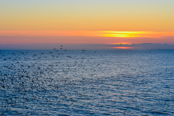Obraz premium Starlings gather into flocks in flight before sunset