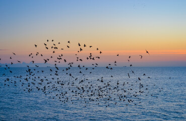 Starlings gather into flocks in flight before sunset