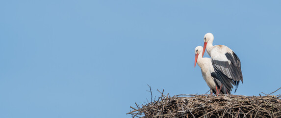 Side view of two storks in their nest under the blue sky