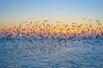 Starlings gather into flocks in flight before sunset