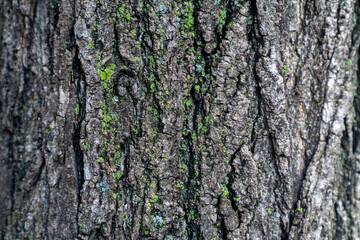 bark of a tree