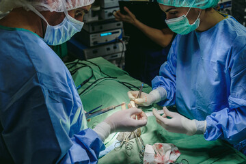 Crop vet surgeons operating on dog leg wound in clinic