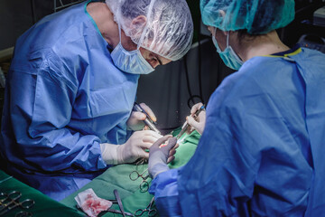 Team of veterinarians performing surgery on dog