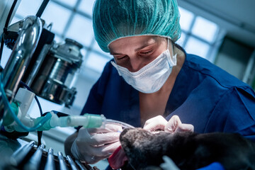 Crop woman vet cleaning teeth of dog on table with tool