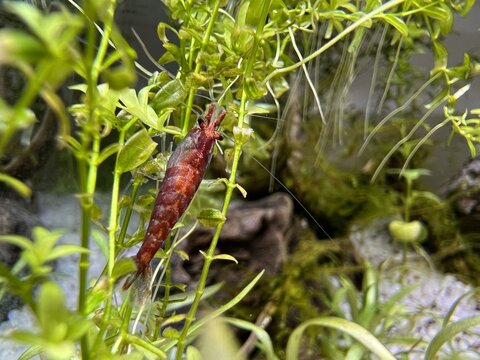 Red cherry shrimp in planted tank