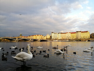 Prague swans