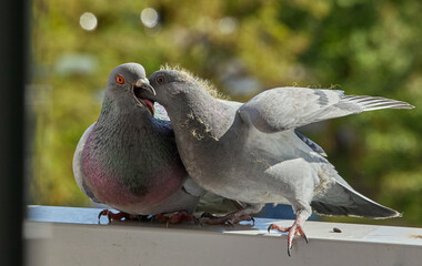 A parent pigeon feeds its chick in an urban setting.