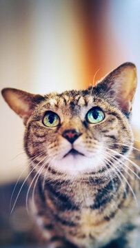 portrait of a cute tabby cat looking up, 9:16 vertical wallpaper  / backdrop image with text space