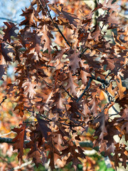 Branches of the northern red oak, Quercus rubra, in early winter