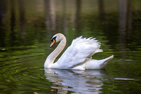 White Swan Swimming in a Lake