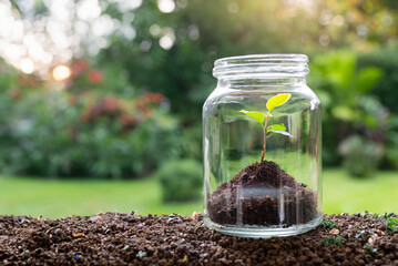soil and small tree in a jar and green field in the background