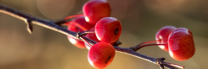 Panorama of red fruits of crab apple Malus 'Evereste' in autumn against a diffused background