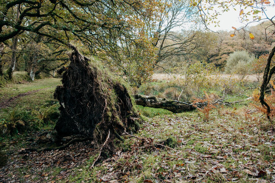 Fallen tree in woodland.