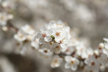 Bright white flowers of blooming wild cherry on a sunny spring day.