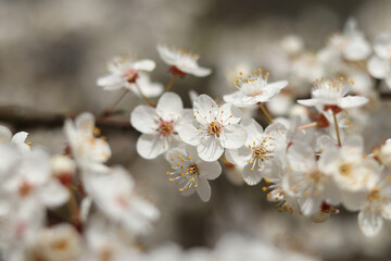 A blooming branch of wild cherry in bright sunlight.