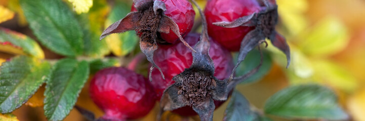 Panorama of yellow flowers and withered red rose hip fruits of Rosa rugosa 'Rubra' in Autumn