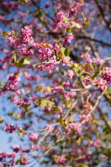 Vibrant pink flowering tree showcasing the beauty of spring blossoms against a blue sky backdrop.