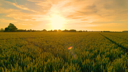 AERIAL, LENS FLARE: Vast field full of wheat glows in the golden morning light