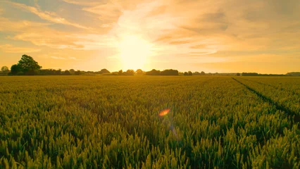 Poster AERIAL, LENS FLARE: Vast field full of wheat glows in the golden morning light © helivideo
