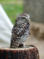 Hibou Oiseau nocturne