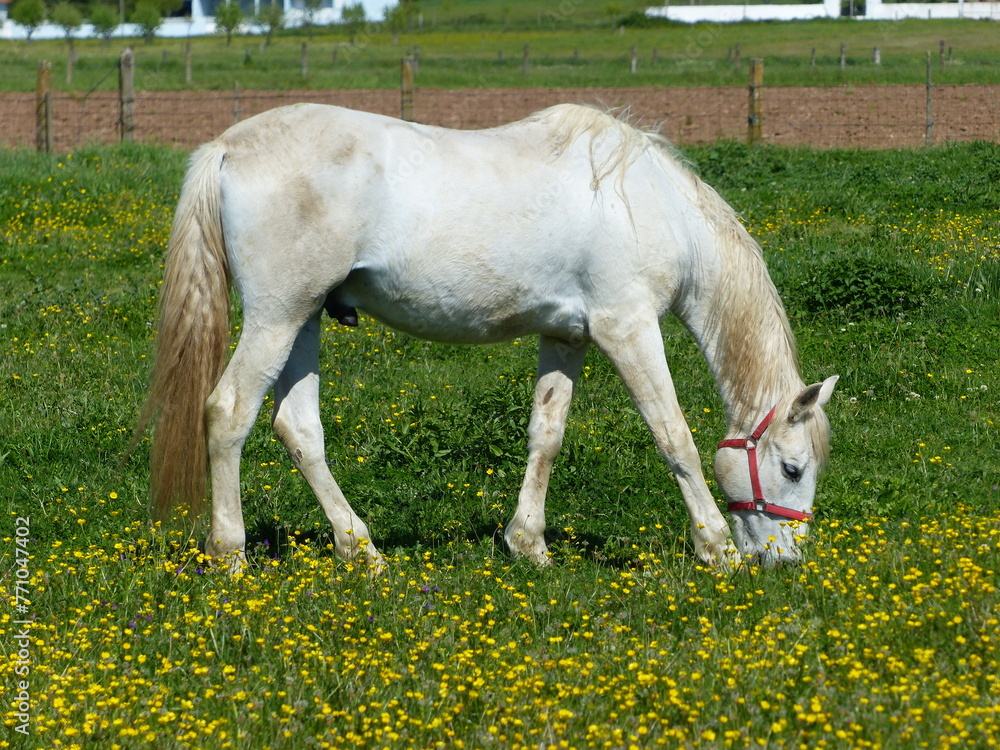 Poster cheval blanc dans une prairie