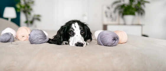 Playful Spaniel Puppy Engrossed in Woolen Ball Adventure on Bed