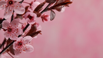 Cherry blossoms in full bloom, spring background - 771051878