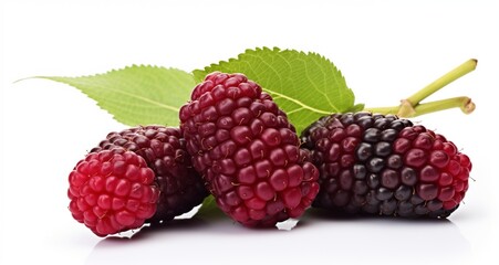 Single Mulberry Fruits with white background.