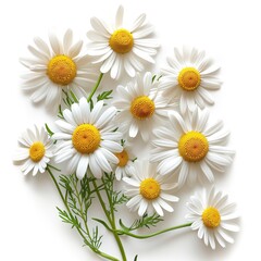Fototapeta premium Chamomile Flowers All Natural Raw Fresh Medicinal Herbal Medicine or Culinary Organic Food Ingredient Isolated Object for Marketing or Agricultural Advertising 