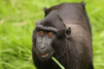 Crested Macaque (Macaca Nigra) in natural habitat - 771055450