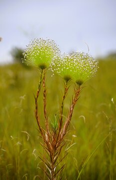 Chuveirinho do Cerrado - Paepalanthus chiquitensis