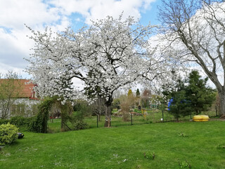 Fototapeta na wymiar Spring in Czechia