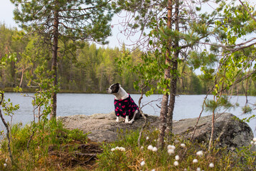 A pet is sitting on a rock against the background of a forest lake. Republic of Karelia