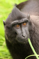 Crested Macaque (Macaca Nigra) in natural habitat - 771055844
