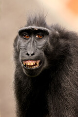 Crested Macaque (Macaca Nigra) in natural habitat - 771055865