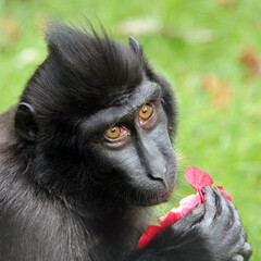 Crested Macaque (Macaca Nigra) in natural habitat - 771056496
